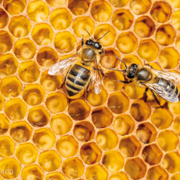 ADOTTA UN'ARNIA (Un anno)