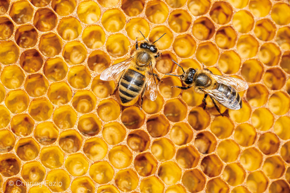 ADOTTA UN'ARNIA (Un anno)